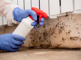 Hampton Manor, NY Mold Removal Company